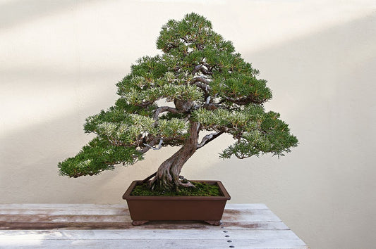 CUIDADOS DE UN BONSAI