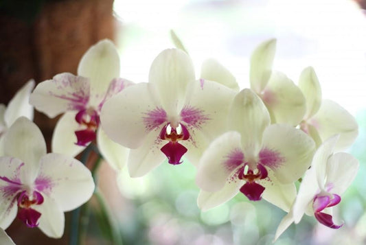 CUIDADOS DE LAS ORQUÍDEAS