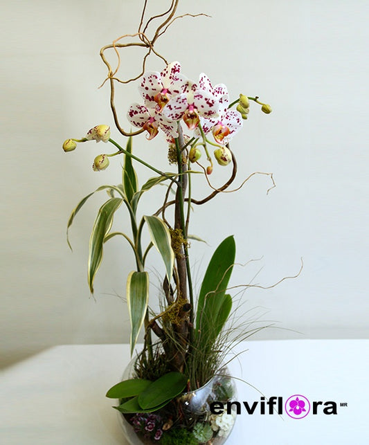 PHALAENOPSIS CHIAYL SPOT