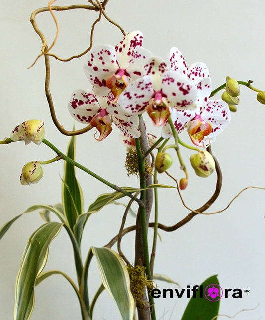 PHALAENOPSIS CHIAYL SPOT