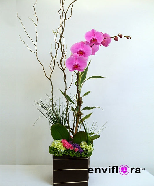 PHALAENOPSIS MAGENTA