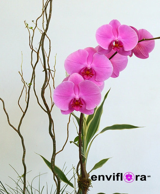 PHALAENOPSIS MAGENTA