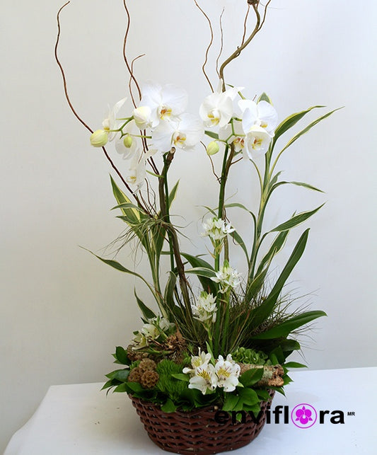 PHALAENOPSIS CON AMOR