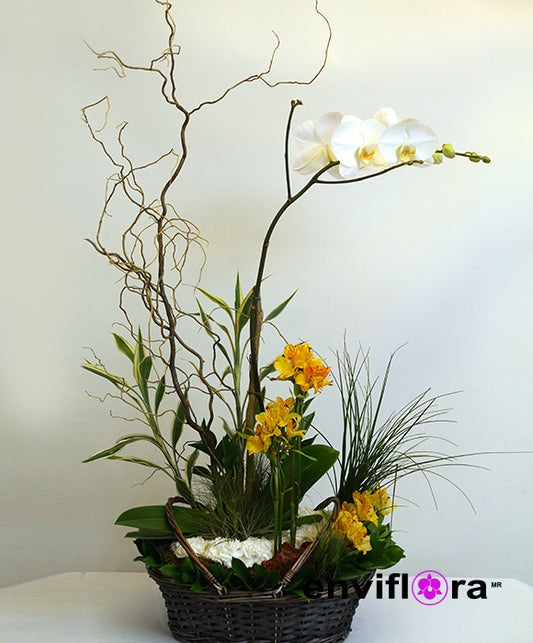 PHALAENOPSIS EN CESTA