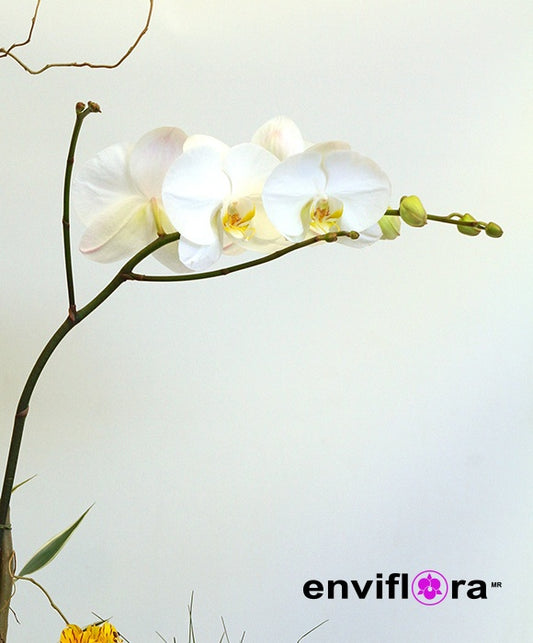 PHALAENOPSIS EN CESTA