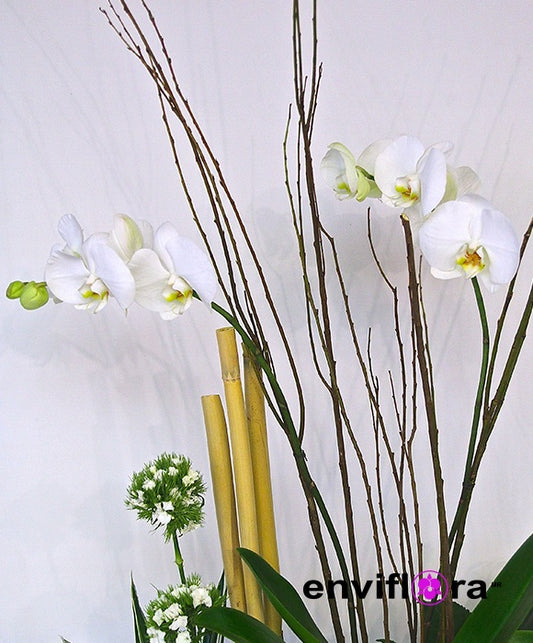 PHALAENOPSIS PHILLIPPINENSIS